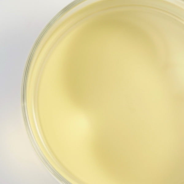 白毫銀針 20g はくごうぎんしん – 遊茶オンラインショップ